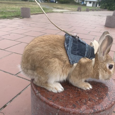 試着画像　M うさぎ　ハーネス　ダメージプリントデニム　うさぎ服　うさぎ男の子　1.5キロ