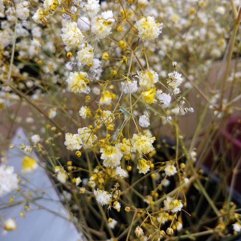 【人気の為先にメッセージにて在庫確認をお願いします】染色かすみ草(イエロー)