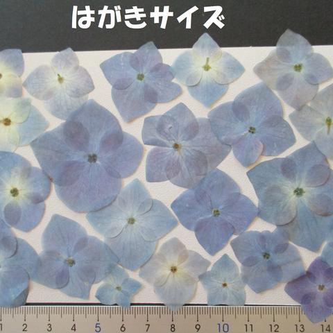 押し花　素材　花いろいろ(あじさい)(２２枚)　６９６