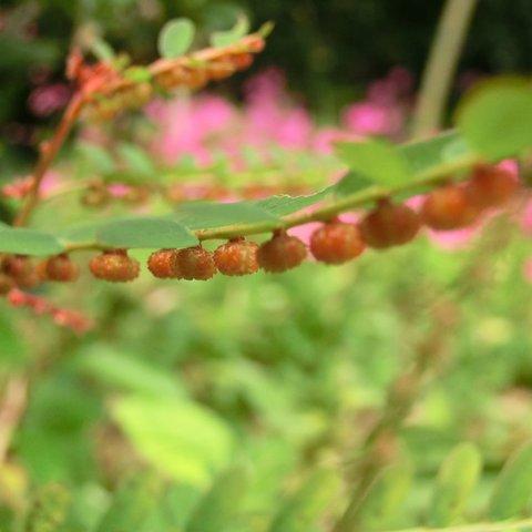 3枚セット 植物の写真　オレンジ　橙