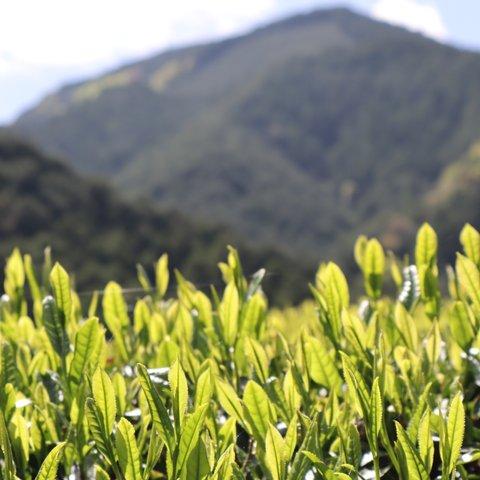 ★厳選極上ティーバック２種★　静岡市玉川産手摘み若蒸茶＋オリジナル合組高級深蒸し茶 　△三角ひも付きティーバック5ｐ×2種　　【[送料無料](クリックポストにて発送❕)】