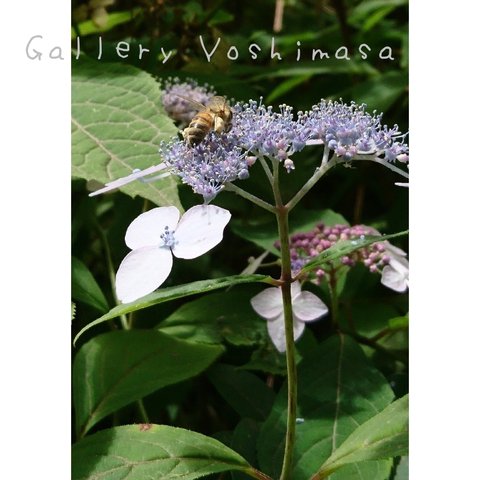 ミツバチ「花粉団子」 「ハチのいる暮らし」 2L判サイズ光沢写真縦 写真のみ 花写真 蜂写真 送料無料