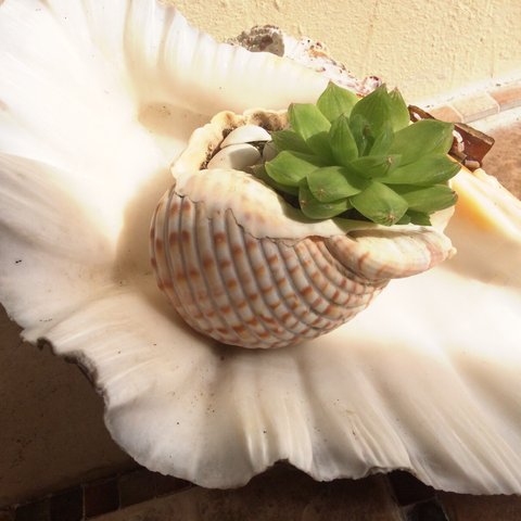 天然shell鉢植え☆ハオルシア☆黄緑の葉っぱが印象的