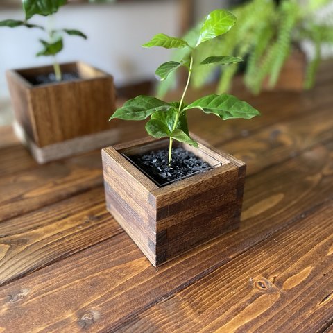 wood cube ＜ダークウォルナット＞ コーヒーの木セット(中)
