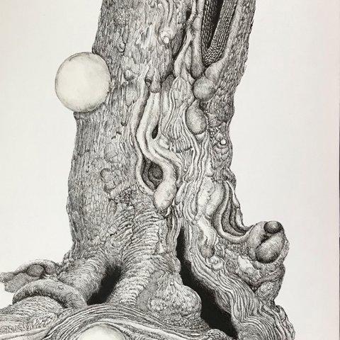 ご神木　　The sacred tree      ボールペン画