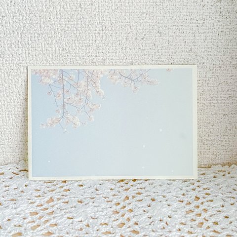 桜舞い散るポストカード　p_00029