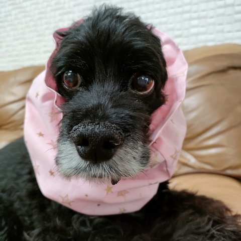 中型犬用スヌード　ゴールドスター/ピンク
