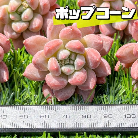 新入荷 大人気 多肉植物 エケベリア ポップコーン 超美苗 レア種