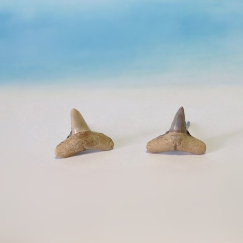 化石標本◇サメの歯【Ⅳ】pierce／316L