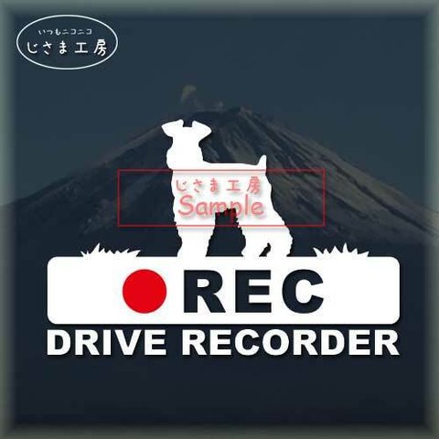 ミニチュアシュナウザー(ちょい向き垂れ耳）の白色シルエットステッカー‼後方注意‼『DRIVE　RECORDER』