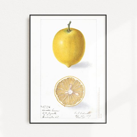 lemon | AP017 | 果物デザインポスター レモン 檸檬