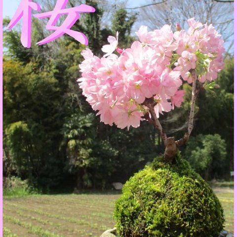  春に愛でる桜の苔玉（蕾の状態でお届けします）