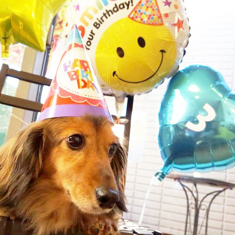 愛犬の誕生日　バルーンパーティーセット　お名前＆数字が入るよ(ブルー）