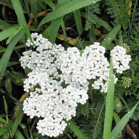 宿根草　白花ノコギリ草の苗　10苗