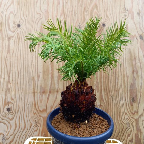 観葉植物　ソテツ新芽　8号鉢植