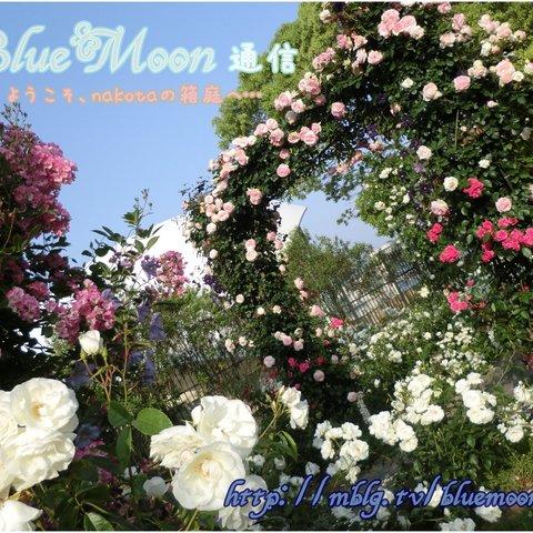 BlueMoon通信