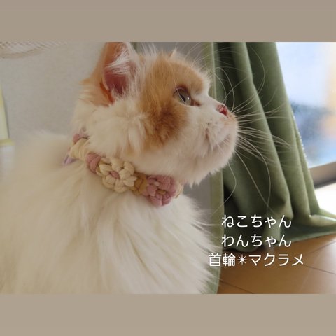 カラー多数✴︎マクラメの首輪　猫ちゃんわんちゃん首輪