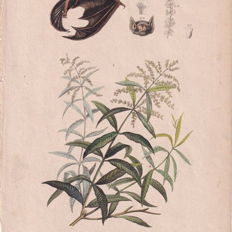 フランスアンティーク 博物画『哺乳類・コウモリ・植物・花　102』 多色刷り銅板画