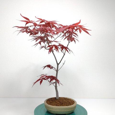 濃紫紅葉（ノムラモミジ）盆栽 S002