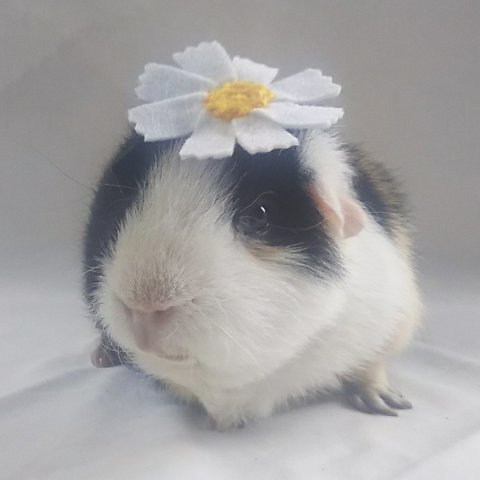 くコスモスのピン🌼