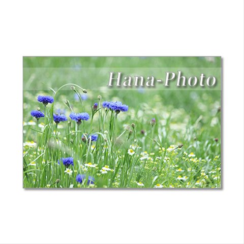 1352）花のある風景 2　ポストカード5枚組