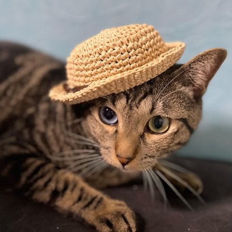 cat straw hat  👒/ 猫 麦わら帽子