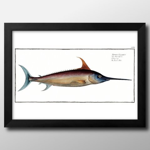 0132■A3アートポスター『海洋生物　魚　図鑑　標本』絵画/イラスト/デザイン/上級マット紙採用