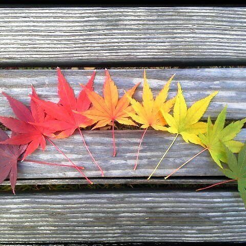 【写真】紅葉のグラデーション