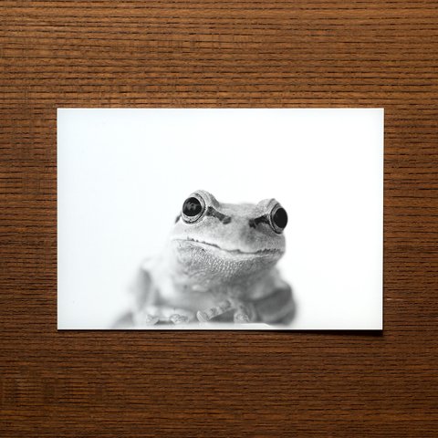 カエルのポストカード（#1890）