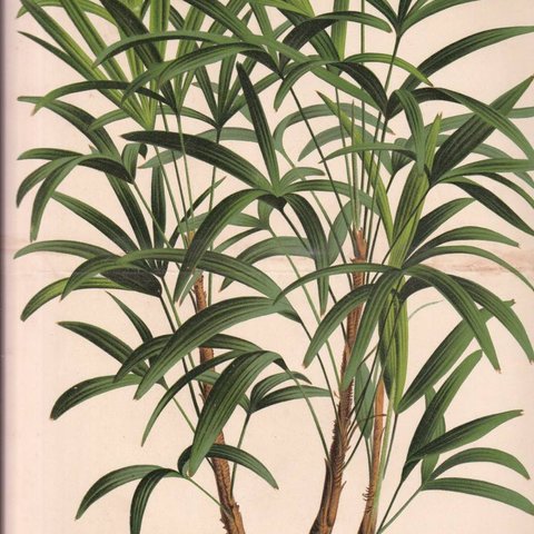 フランスアンティーク 博物画 植物画『RHAPIS　KWAMWONZICK』 多色刷り石版画　ボタニカルアート