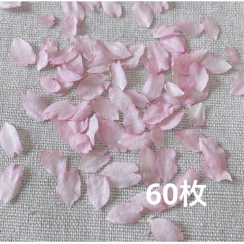 2024年　ドライフラワー 乙女桜　花びら 60枚　本物の桜 さくら ピンクの花 素材