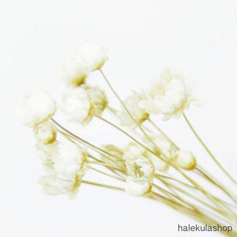 【ホワイト】かすみ草　ドライフラワー　花材　カスミソウ　かすみそう《20本》