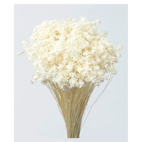 １束：約4０本 おすそ分け ミニ　スターフラワー　ホワイト　白　束の中には折れているものやお花のついていないものが含まれる場合があります。天然素材の特徴とご理解ください。