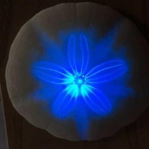 ウニ殻標本 LEDライト