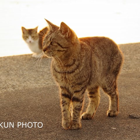 「NE３」海辺の猫【ポストカードお好きなものより５枚】   