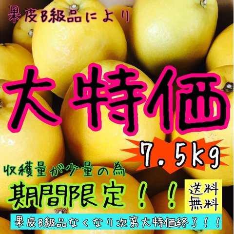 【北海道 沖縄のお客様用】かわちばんかんフルーツ果物くだもの果実みかん柑橘《河内晩柑／えひめ産》【訳あり】