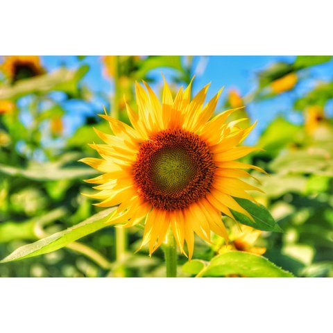 『向日葵🌻』