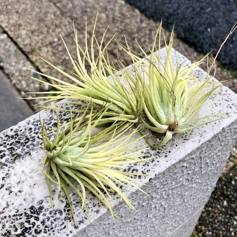 紅葉中♪ Tillandsia ionantha 'Druid' / エアプランツ ドルイド 3株