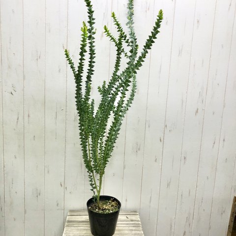 Acacia cultriformis  三角葉 アカシア  5号