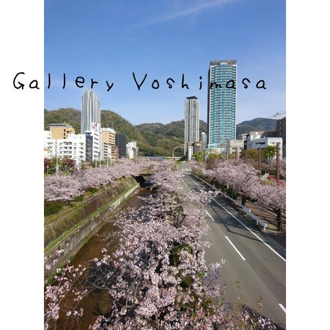 神戸河川の桜並木 「生田川」 「川のある暮らし」2L判サイズ光沢写真縦  写真のみ  神戸風景写真  桜写真  送料無料