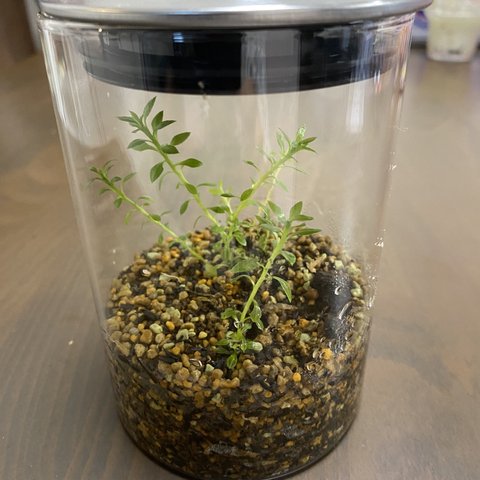 初心者でも簡単！買ったら置くだけ！観葉植物　トウゲシバ　テラリウム　コケリウム