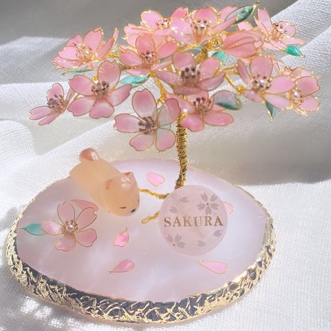 満開の桜　お昼寝柴ちゃん