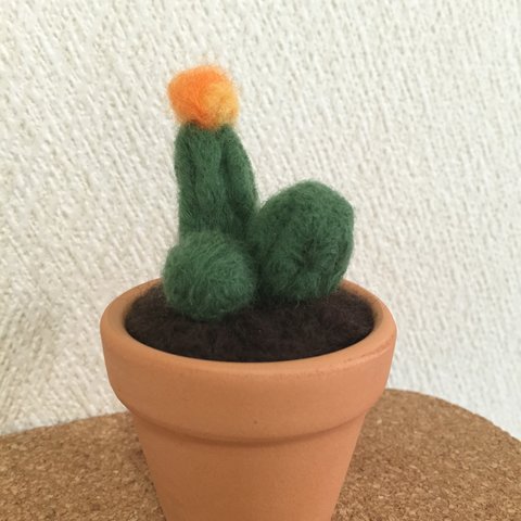 羊毛寄せ植えサボテン