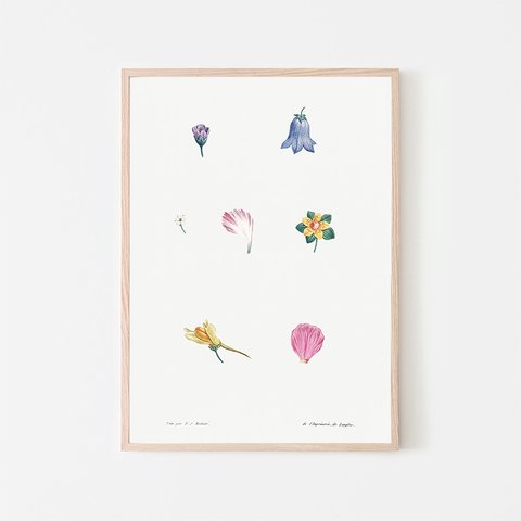 フラワーセット / アートポスター イラスト ミニマル 植物 花 フラワー カラフル ピンク ブルー
