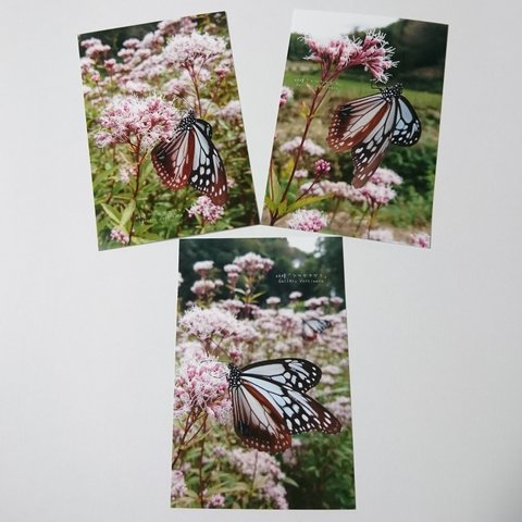 ポストカード３枚セット  妖精「アサギマダラ」 「蝶のいる暮らし」蝶 フジバカマ 送料無料