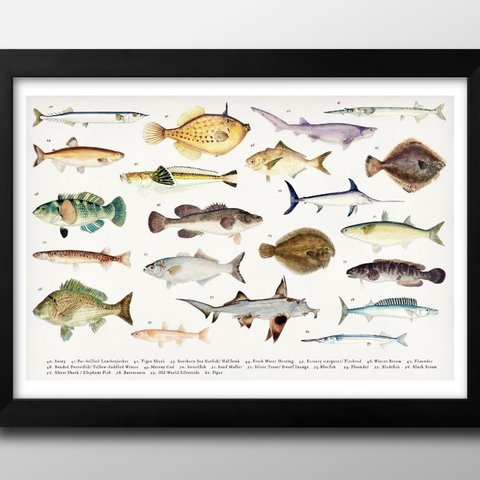 8821■A3アートポスター『海洋生物　魚図鑑』絵画/イラスト/デザイン/上級マット紙採用