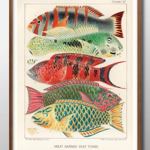 2883■A3アートポスター『海洋生物　図鑑　ビンテージ　魚』絵画/イラスト/デザイン/上級マット紙採用