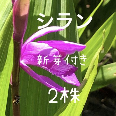 シラン 新芽付き 球根 苗 2株 ＊ 紫蘭 山野草 多年草