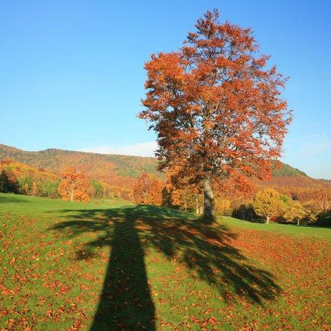 奥志賀高原ブナの紅葉（2）