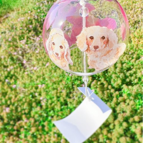 風鈴で涼しく🎐ダックスちゃんと花弁柄🐾